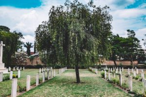 A tree in the middle of a cemetery.