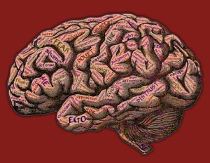 A drawing of the human brain with words written on it.