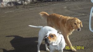 Two dogs are playing in the sand together.