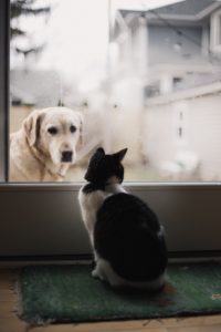 A cat and dog looking out of the window.