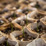 A close up of many small plants in pots