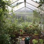 A greenhouse with many plants growing inside of it