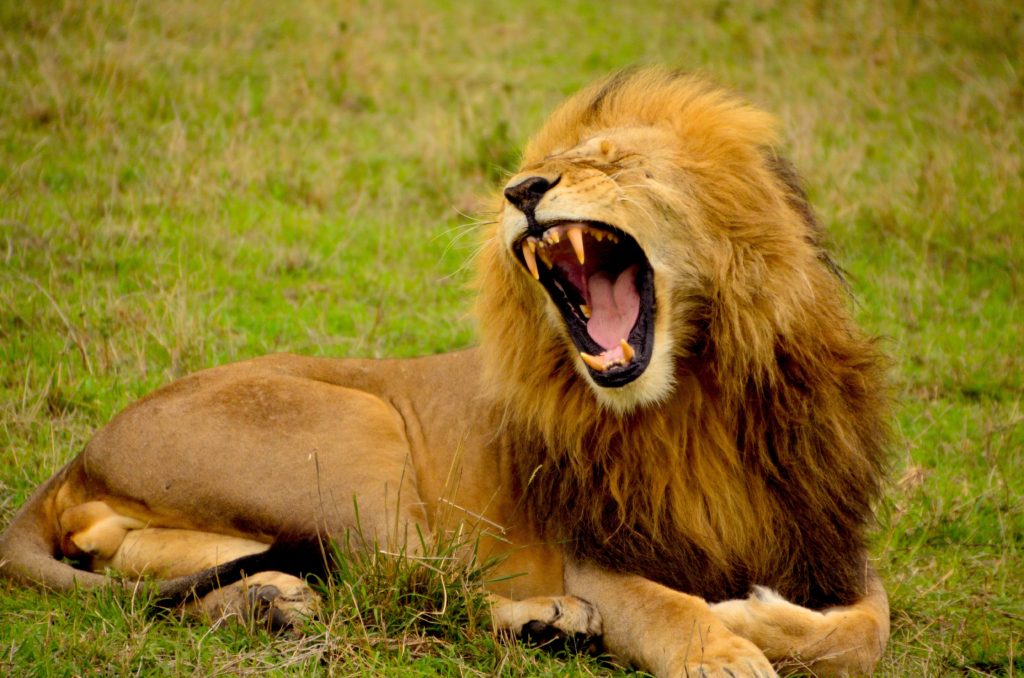 A lion laying in the grass with its mouth open.