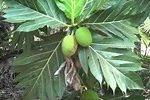 A close up of some green leaves on a tree