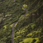 A road going through the middle of a lush green forest.