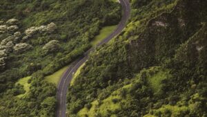 A road going through the middle of a lush green forest.