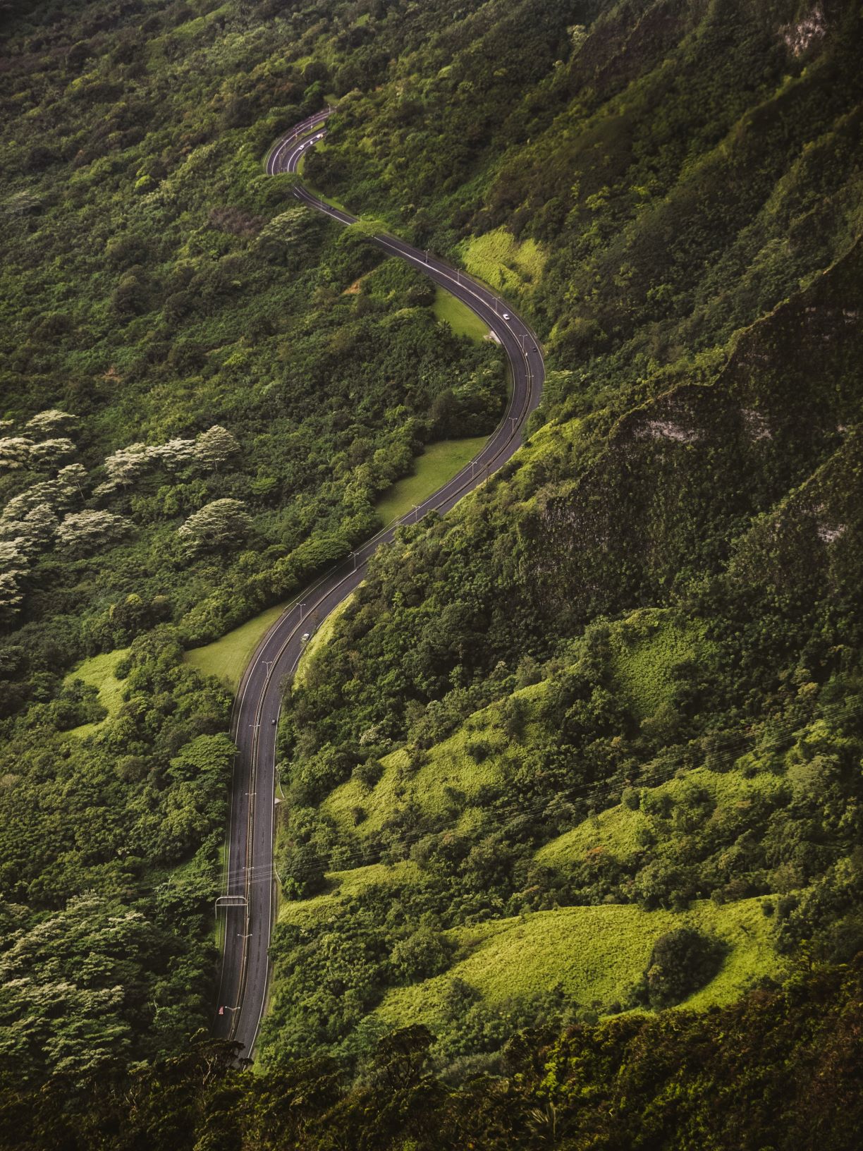 A road going through the middle of a lush green forest.