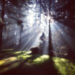 A forest with sun shining through the trees.