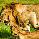 A lion and its cub in the grass.